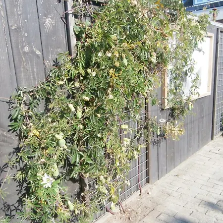 De Duinroos In Centrum דירה